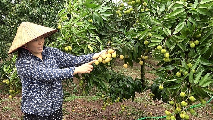 vai thieu luc ngan sang trung quoc hoa giai noi lo truy xuat nguon goc