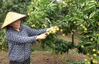 Vải thiều Lục Ngạn sang Trung Quốc: Hóa giải nỗi lo truy xuất nguồn gốc