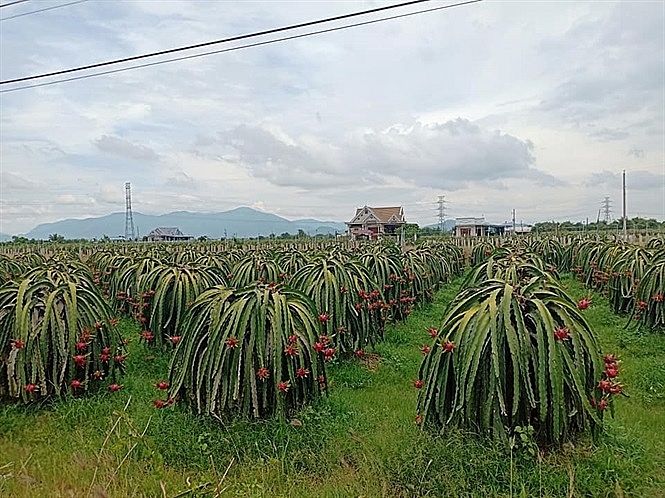 gia thanh long binh thuan o muc cao nhat tu dau nam den nay