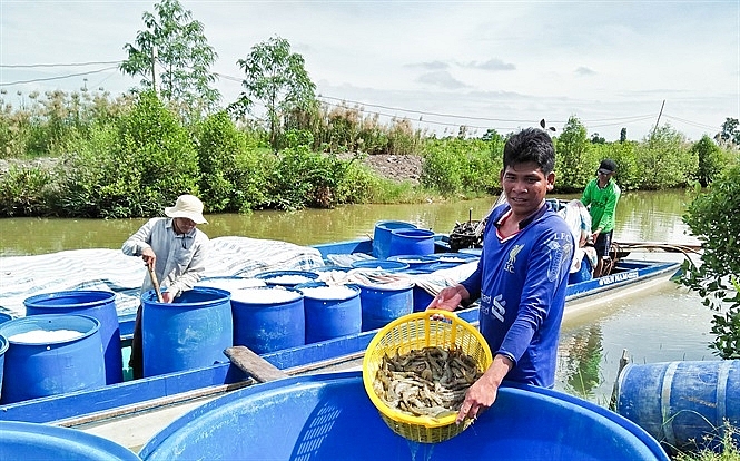nguon cung tom se tang manh co dau hieu gia giam