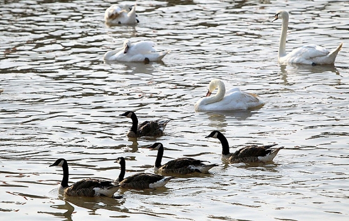 them 65 doi thien nga duoc tha xuong dong song tam bac