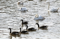 Thêm 65 đôi thiên nga được thả xuống dòng sông Tam Bạc