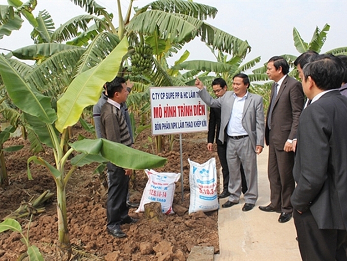 Bón phân Lâm Thao, cây chuối cho thu nhập gấp 10 lần trồng lúa bon phan lam thao cay chuoi cho thu nhap gap 10 lan trong lua