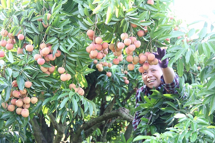 Công tác xây dựng, cấp mã số vùng trồng phục vụ xuất khẩu đã được Hải Dương tiếp tục triển khai trong niên vụ vải năm 2021