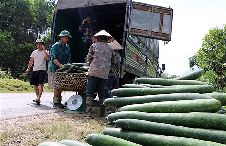 Người nông dân bán tống, bán tháo bí xanh cho thương lái Người nông dân bán tống, bán tháo bí xanh cho thương lái