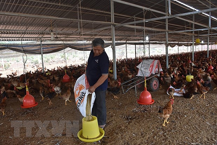 Giá nguyên liệu làm thức ăn chăn nuôi tăng cao, người sản xuất gặp khó | Kinh doanh | Vietnam+ (VietnamPlus) Giá nguyên liệu làm thức ăn chăn nuôi tăng cao, người sản xuất gặp khó | Kinh doanh | Vietnam+ (VietnamPlus)