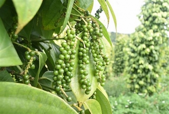 Tận dụng hiệu quả UKVFTA để đẩy mạnh xuất khẩu sang thị trường Anh