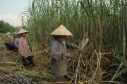 Phản hồi từ chùm bài phóng sự thực tế