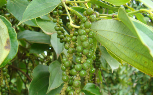 Hồ tiêu (Ảnh minh họa: KT)
