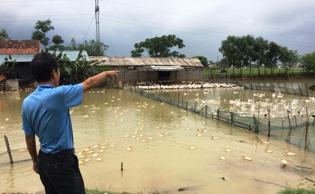 Ông Trần Trí nuốt nước mắt vì không bán được vịt.