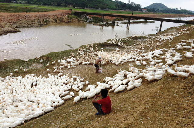 Vịt không bán được nhưng mỗi ngày người dân phải bỏ tiền triệu ra để duy trì.