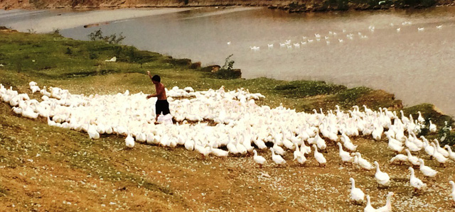 Nhiều tuần nay, người nuôi vịt tại huyện Yên Thành đang đau đầu không bán được vì giá vịt xuống quá thấp, ít người mua.