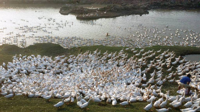 Đàn vịt 5.000 con của gia đình ông Trí chưa bán được do giá thấp.