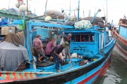 xuat khau ca ngu tang toc tro lai
