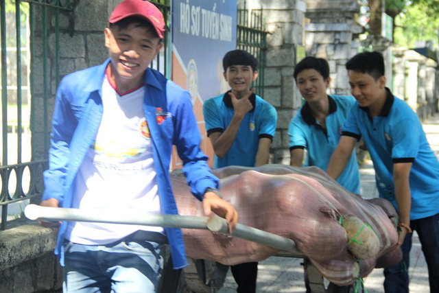 Những sinh viên tình nguyện kéo những xe bí đỏ đến địa điểm bán