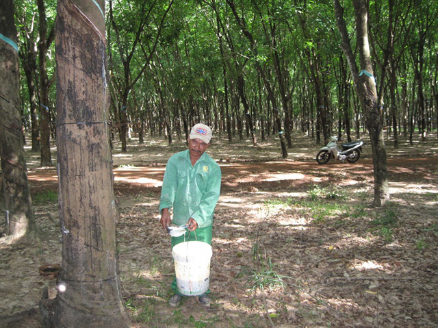 Các nhà vườn đưa diện tích mới vào thu hoạch không chỉ gặp giá mủ xuống thấp mà vật tư phục vụ cho việc cạo mủ lại tăng cao