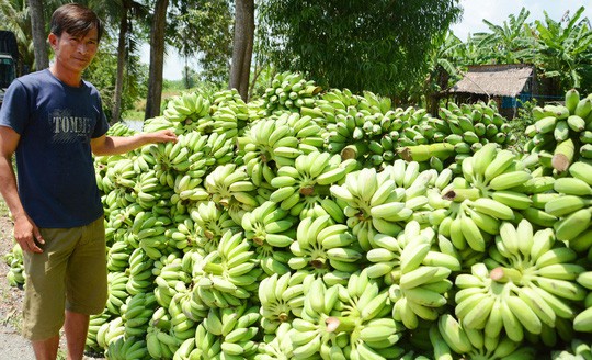 Nông sản miền Tây lần lượt rớt giá - Ảnh 1. Nông sản miền Tây lần lượt rớt giá - Ảnh 1.