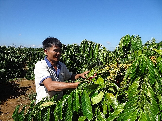 gia ca phe tang manh tro lai