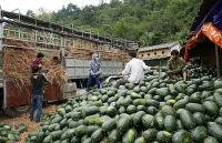 Nhiều mặt hàng xuất khẩu sang Trung Quốc gặp khó