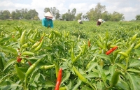 ĐBSCL: Ớt tăng giá trên 40.000 đồng/kg