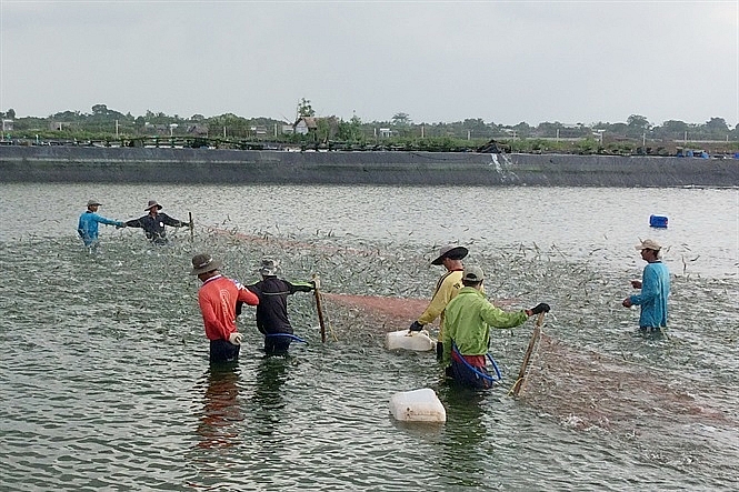 Tôm xuất sang EU đón cơ hội mới từ EVFTA tom xuat sang eu don co hoi moi tu evfta