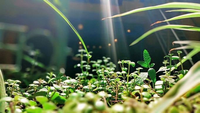 Mừng cột mốc 1,2 triệu máy Vsmart, Vfan khoe ảnh đẹp khắp mọi miền Tổ quốc mung cot moc 12 trieu may vsmart vfan khoe anh dep khap moi mien to quoc