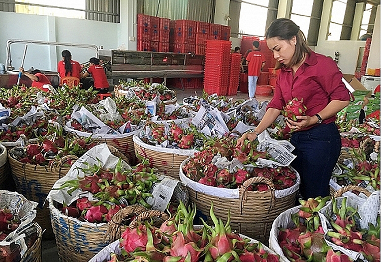Muốn xuất khẩu sang thị trường EU, trái cây Việt phải đáp ứng được những tiêu chuẩn khắt khe 0016-0230-d4a-hnum