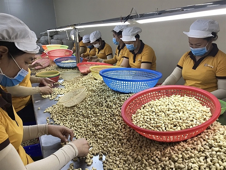 Tận dụng cơ hội đưa giá nhân điều lên tan dung co hoi dua gia nhan dieu len