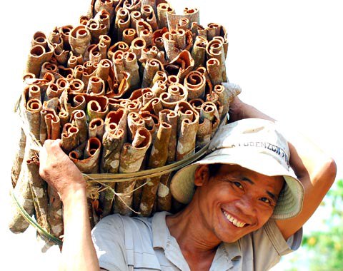 Sau 5-10 năm thì cây quế có thể cho thu hoạch.