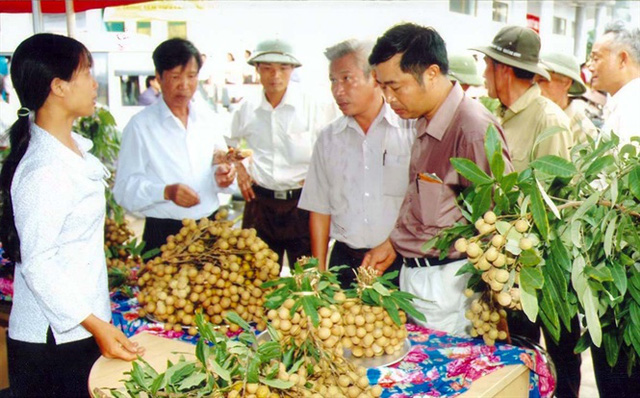Hưng Yên sẽ lần đầu tổ chức Lễ hội nhãn lồng vào đầu tháng 8/2017
