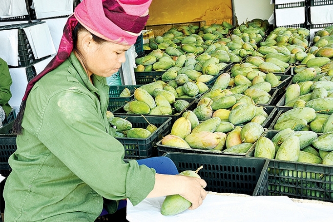 Trái cây Sơn La: Dấu ấn hành trình xuất ngoại trai cay son la dau an hanh trinh xuat ngoai