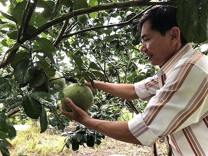 Trái cây vụ hè 2019: Thương lái tranh nhau "săn" hàng trai cay vu he 2019 thuong lai tranh nhau san hang