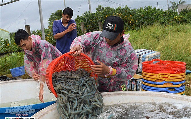 Giá tôm nguyên liệu giảm mạnh gia tom nguyen lieu giam manh