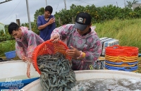 Giá tôm nguyên liệu giảm mạnh