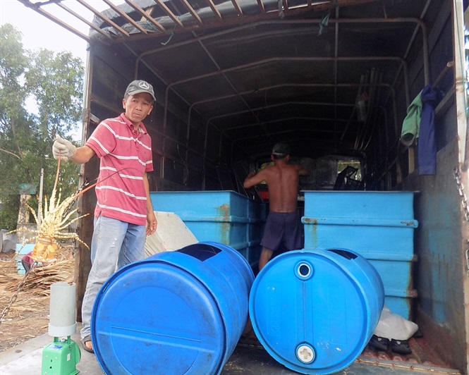 Giá tôm hùm thương phẩm giảm sâu, người nuôi lỗ nặng gia tom hum thuong pham giam sau nguoi nuoi lo nang