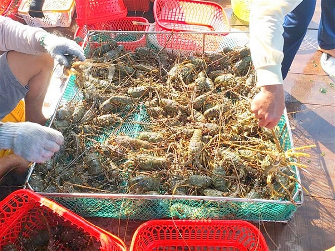 Giá tôm hùm thương phẩm giảm sâu, người nuôi lỗ nặng gia tom hum thuong pham giam sau nguoi nuoi lo nang