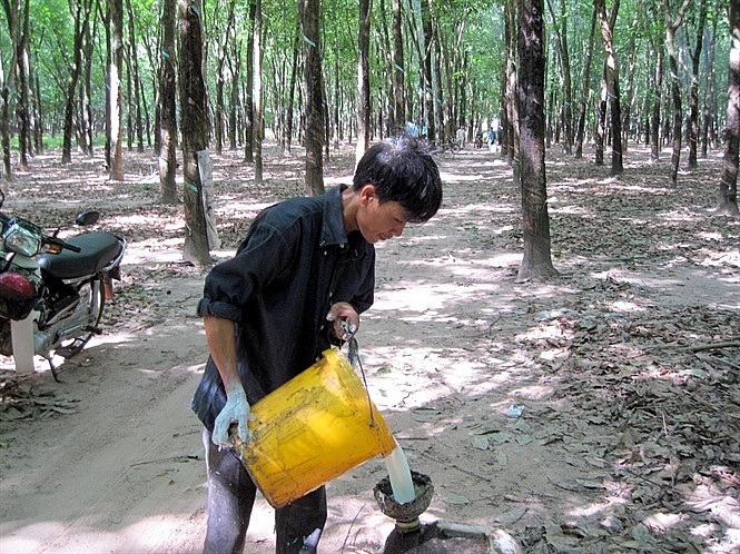 rui ro xuat khau cao su bien mau