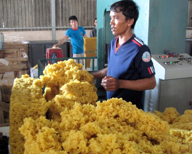 rui ro xuat khau cao su bien mau