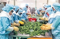 Thu hút đầu tư chế biến sâu nông sản