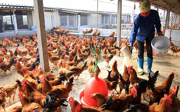 Giảm 50% phí kiểm dịch gia cầm