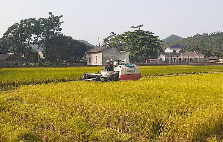 Nông dân xã Sơn Hùng, huyện Thanh Sơn phấn khởi bội  thu lúa chiêm xuân năm 2021