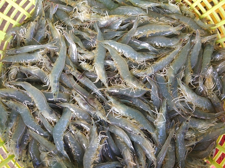 Giá tôm thẻ vẫn khá ổn định so với tuần trước, loại 30 con/kg có giá 130.000 đồng/kg Giá tôm thẻ vẫn khá ổn định so với tuần trước, loại 30 con/kg có giá 130.000 đồng/kg