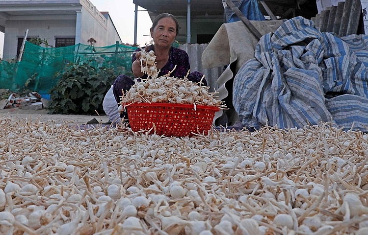 Giá tỏi hiện tại chỉ dao động ở mức từ 15.000-20.000 đồng/kg