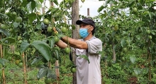Công bố xuất khẩu thí điểm chanh leo chính ngạch sang Trung Quốc