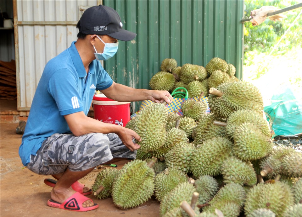 Cả người dân và doanh nghiệp đều phấn khởi và sẵn sàng tạo ra sản phẩm tốt để đáp ứng nhu cầu xuất khẩu. Ảnh: Phan Tuấn
