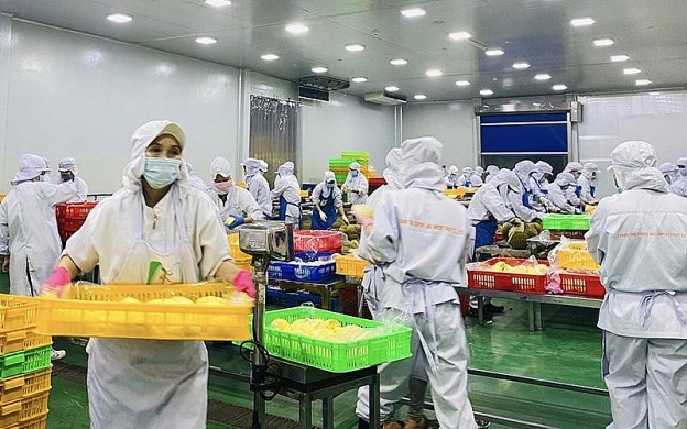 Sơ chế sầu riêng xuất khẩu tại Công ty TNHH xuất nhập khẩu trái cây Chánh Thu (tỉnh Bến Tre) Sơ chế sầu riêng xuất khẩu tại Công ty TNHH xuất nhập khẩu trái cây Chánh Thu (tỉnh Bến Tre)