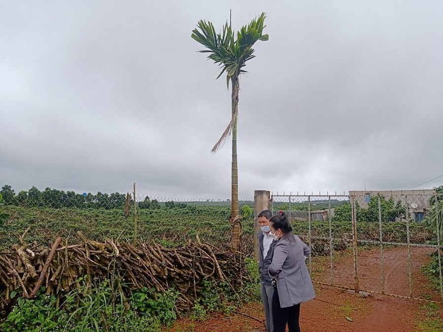 Hàng chục ha ta rừng đã bị mất do chính quyền buông lỏng quản lý Hàng chục ha ta rừng đã bị mất do chính quyền buông lỏng quản lý