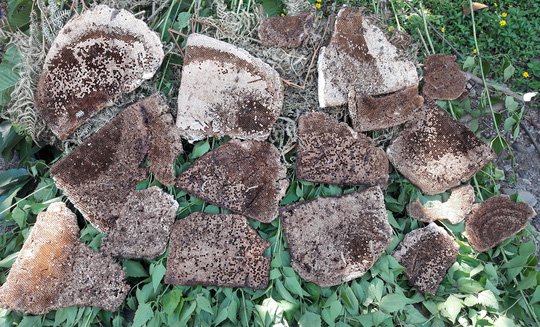 Rao bán mật ong rừng dọc Quốc lộ 20 ở huyện Đạ Huoai, tỉnh Lâm Đồng Ảnh: ĐÌNH THI