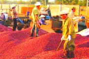 Xuất khẩu cà phê tăng kỷ lục về lượng