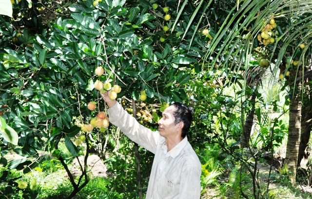 Nhà vườn Nguyễn Hoàng Viễn đang buồn rầu vì chôm chôm rớt giá mạnh